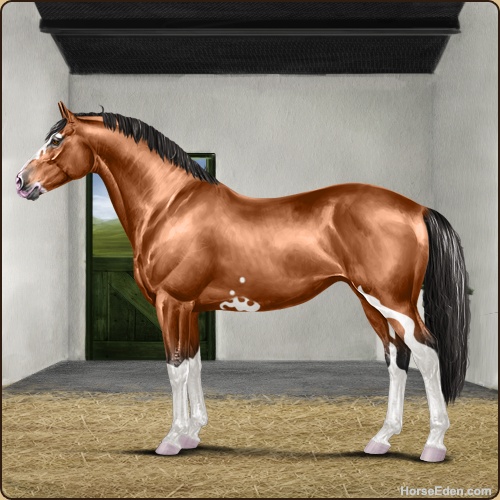 Horse Eden - Online Horse Game