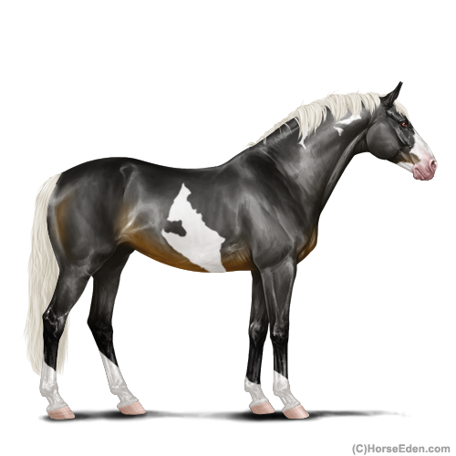 Horse Eden - Online Horse Game