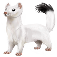 ermine.png
