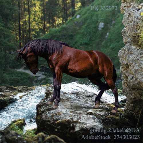 Horse Eden - Online Horse Game